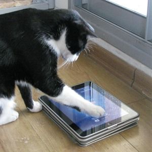 Image result for cats sleeping with an apple ipad