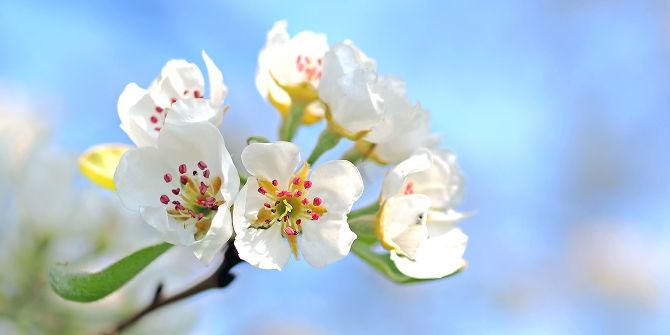 tree blossom closeup