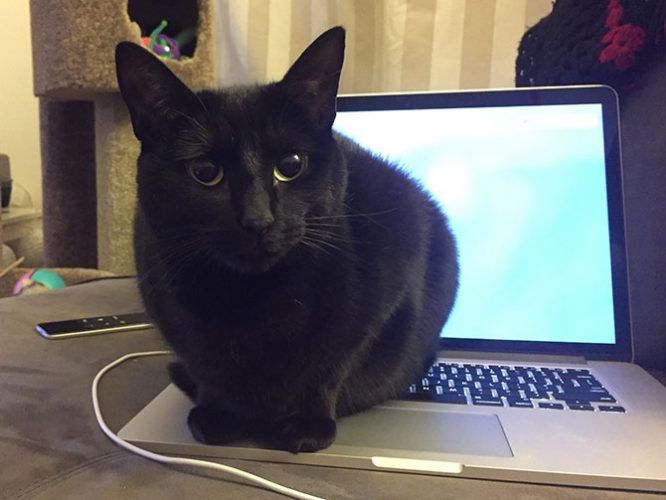 Image result for cat on keyboard