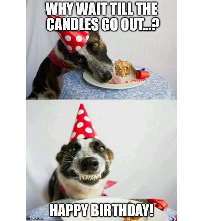 Dog and Cake Birthday Meme