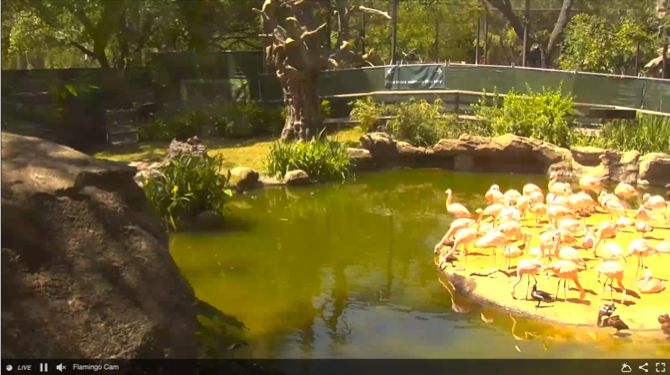 Хьюстон зоопарк фламинго Cam