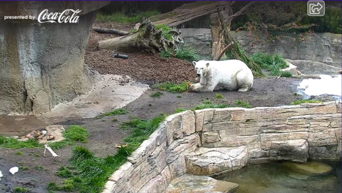 Зоопарк Сан-Диего Полярный Медведь Cam