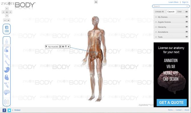 Модель анатомии человека ZygoteBody